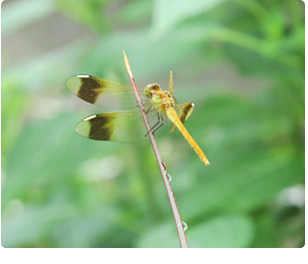 宝塚市の生物多様性を象徴するシンボル生物に選定されたミヤマアカネ