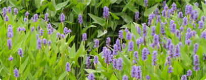ポンテデリア　Pontederia cordata